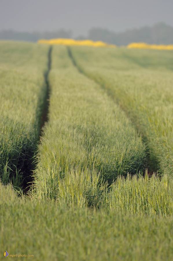 Nom de l'image : D2162554_1_(c)Norbert-JUNG — Description :